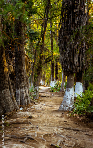 Root covered path in Forest of Media Luna lagoon in Rioverde, Mexico