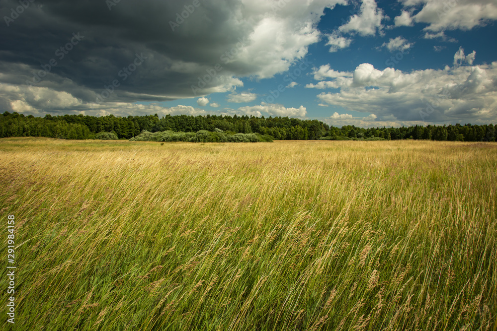 Tall grasses in the wild meadow and clouds on the sky
