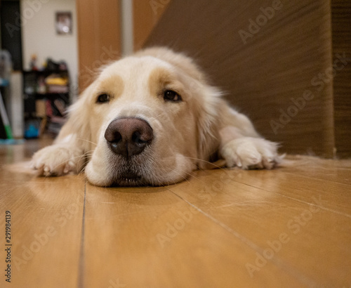 golden retriever lying on floor © Gerard