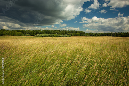Tall grasses in the wild meadow and clouds on the sky