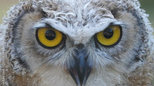 Extreme close-up of an owl's yellow eyes as the pupils dilate and constrict. 