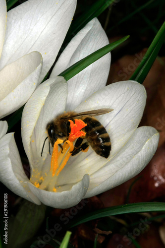 Crocus, Spring Crocus, Beckedorf, Lower Saxony, Germany, Europe photo