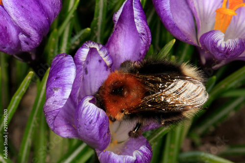 Crocus, Spring Crocus, Beckedorf, Lower Saxony, Germany, Europe photo