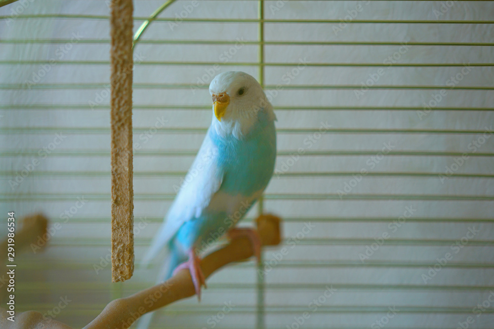 Fototapeta premium lone female parrot sits on perch in cage