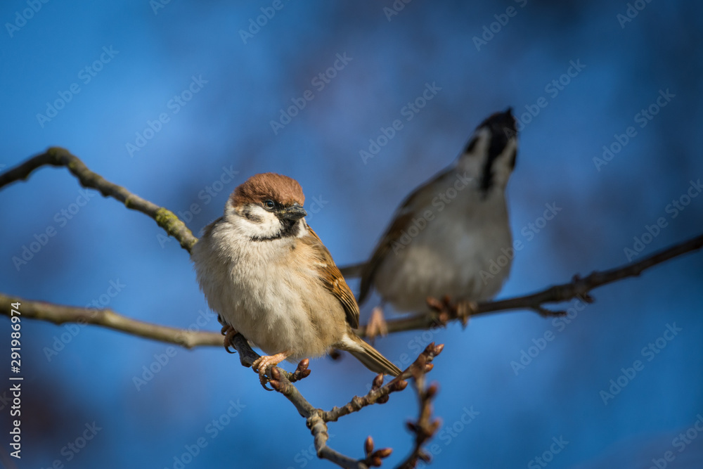 Feldsperling - Vogel Feldsperling - Vogel