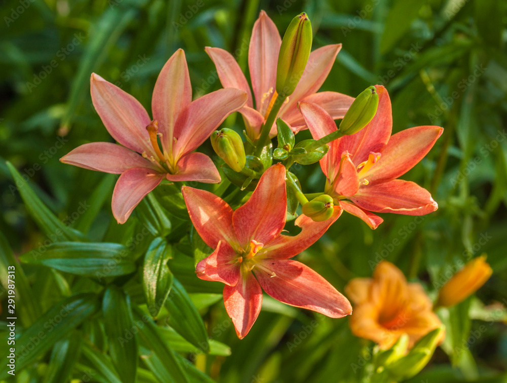 Fototapeta premium Blooming pink-orange lily of Asiatic hybrids