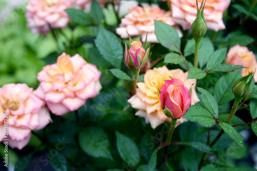 A beautiful rose buds in the garden © Mila Makhova