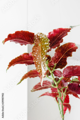 Begonia Maculata Wightii, Polka Dot Begonia, tropical foliage nature background, close up photo