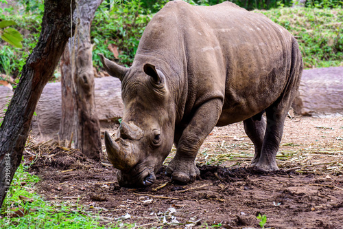 Fotografia Rhinoceros is a large mammals.