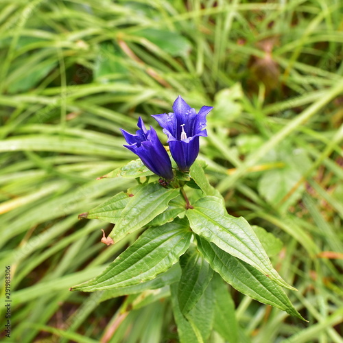 clusius gentian flower in alpine habitat, here Unterberg mountain near Salzburg photo