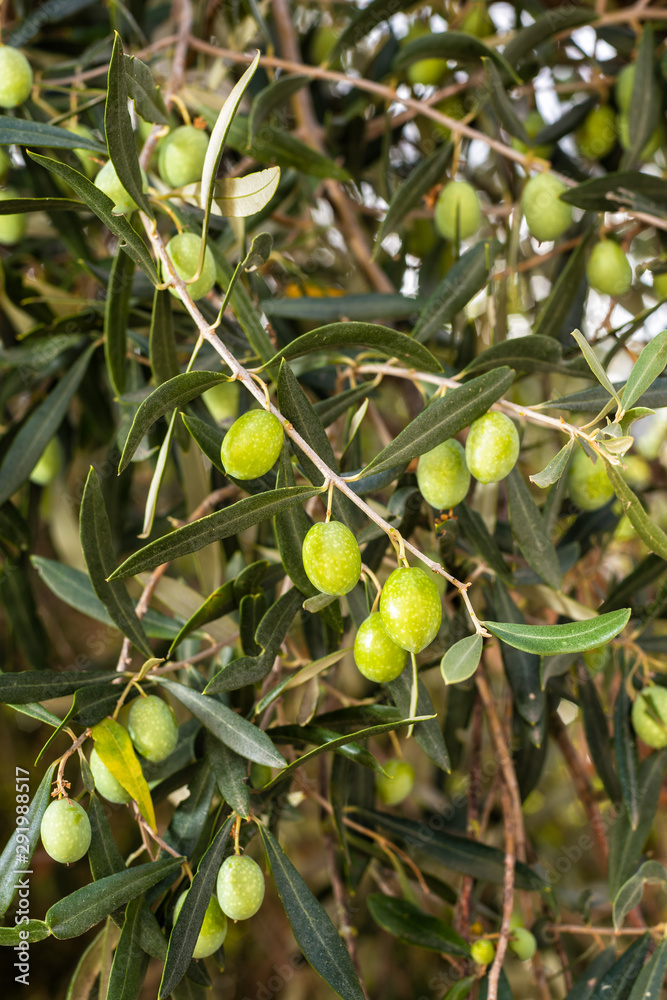 Unripe olives on a tree in a Mediterranean olive grove. Traditional agriculture. Unripe olives on a tree in a Mediterranean olive grove. Traditional agriculture.