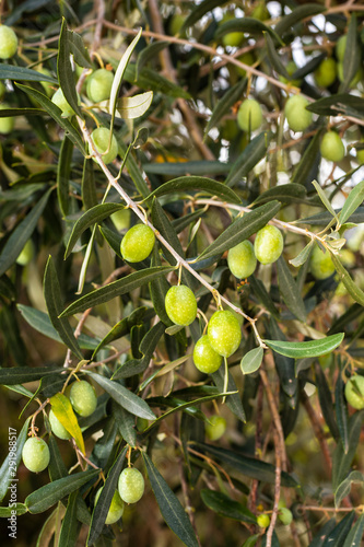 Unripe olives on a tree in a Mediterranean olive grove. Traditional agriculture.