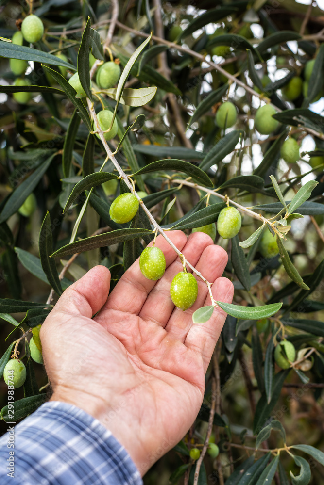 Close-up of the hands of a caucasian olive grower while he checks still unripe olives. Traditional agriculture. Ancient crafts. Close-up of the hands of a caucasian olive grower while he checks still unripe olives. Traditional agriculture. Ancient crafts.