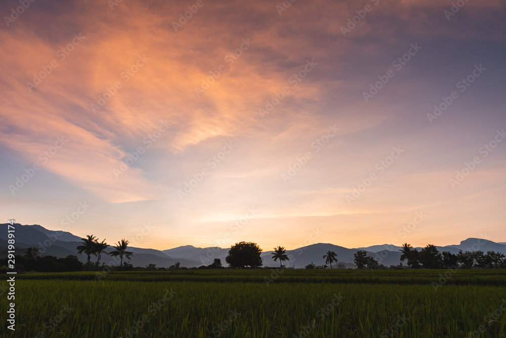 Beautiful Sunset on  rice field in harvest season in Chiangmai, Thailand