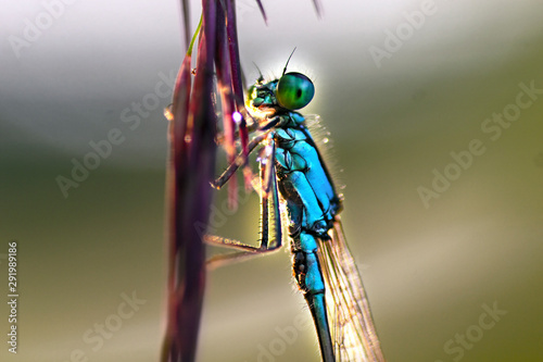 Insects and plants in macro lens photo