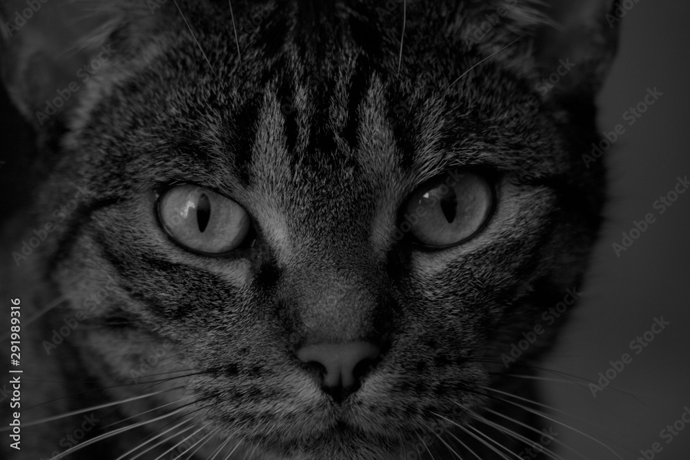 Cat close up grey Cat close up grey