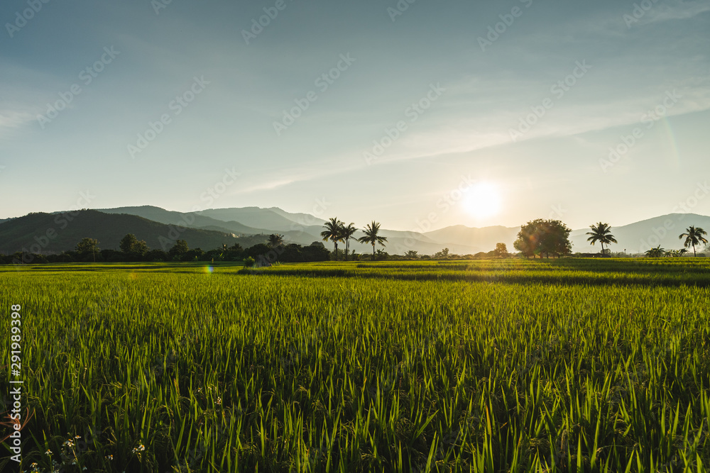Beautiful Sunset on rice field in harvest season in Chiangmai, Thailand Beautiful Sunset on rice field in harvest season in Chiangmai, Thailand