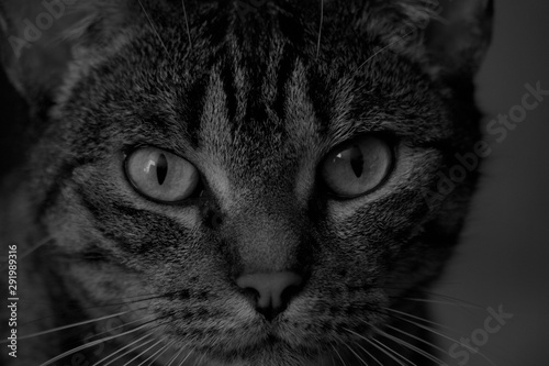 Cat close up grey