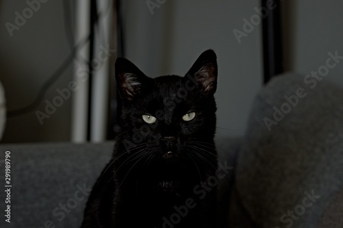 Black cat