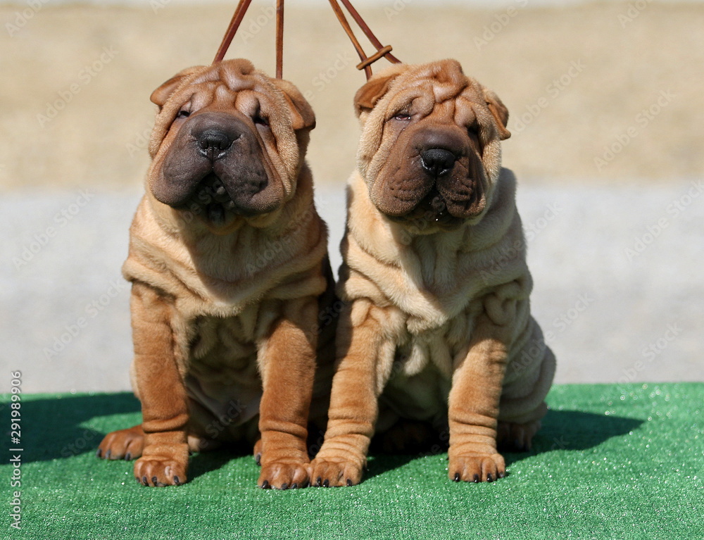 Puppies Shar Pei wrinkle skin close up Puppies Shar Pei wrinkle skin close up