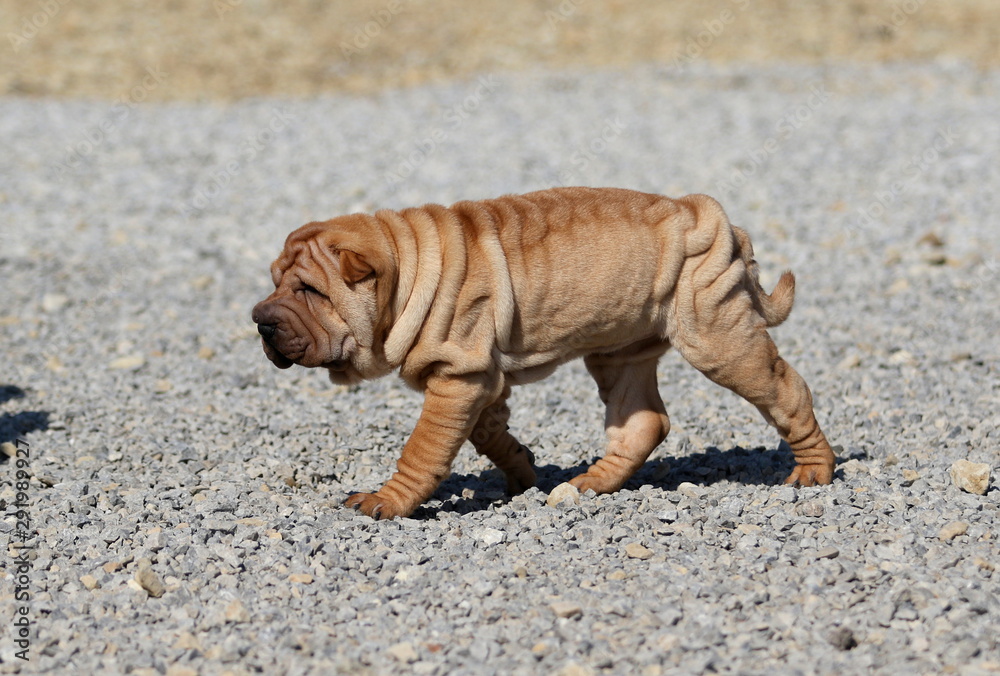 Puppies Shar Pei wrinkle skin close up Puppies Shar Pei wrinkle skin close up