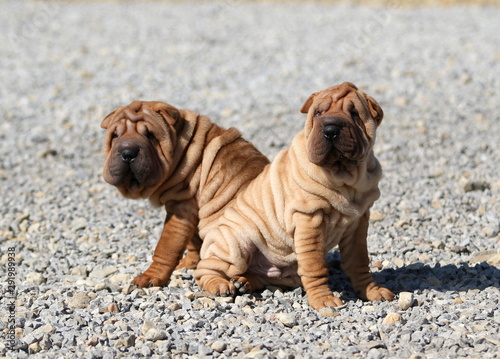 Puppies Shar Pei wrinkle skin close up