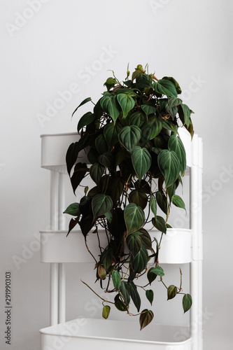 Modern houseplants trailing on a white cart with the white wall, minimal creative home decor concept, Pholodendron Micans, Philodendron Hederaceum or Velvet Leaf Philodendron photo