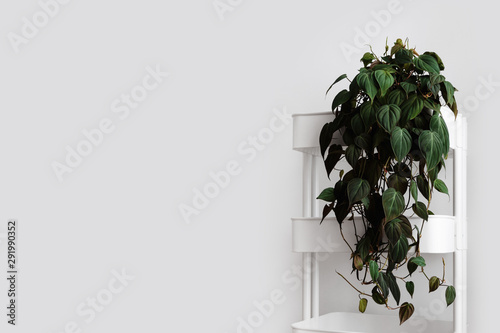 Modern houseplants trailing on a white cart with the white wall, minimal creative home decor concept with copy space, Pholodendron Micans, Philodendron Hederaceum or Velvet Leaf Philodendron photo