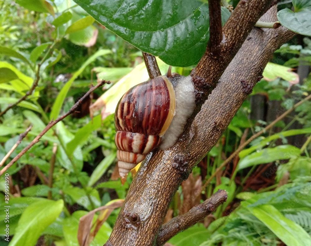 Snails are classified as invertebrates. It is an ancient animal that