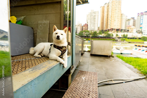 White Chiba Dog lying looks cool in the river side city. Bitan taiwan