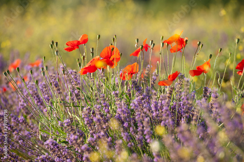 Sommerblumen in der Provence