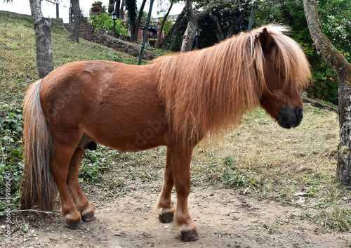 Pony in piedi photo