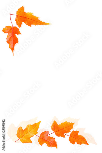 Arrangement of autumn maple leaves on the white background