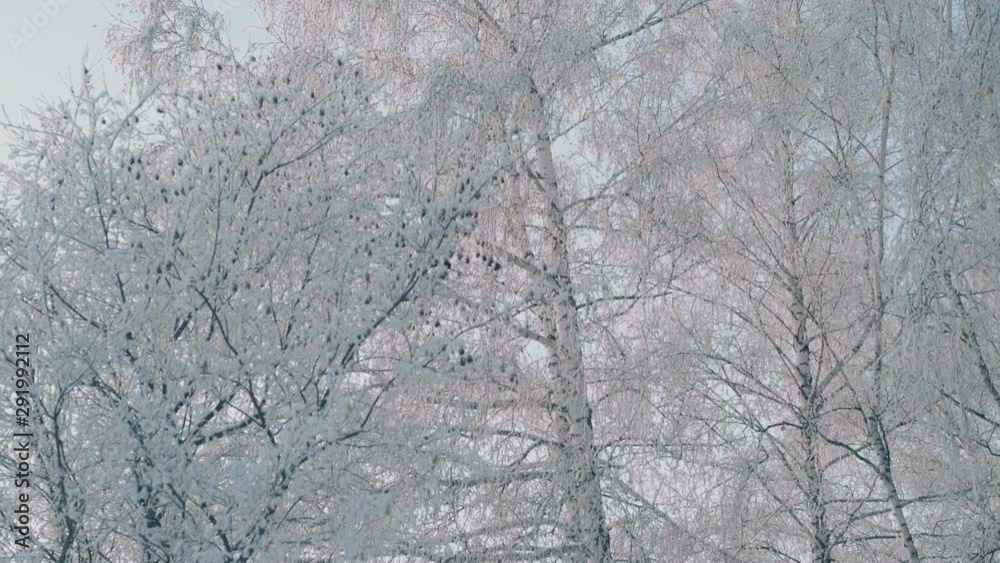 wonderful white winter park with beautiful trees covered with fresh hoarfrost against clear sky in morning