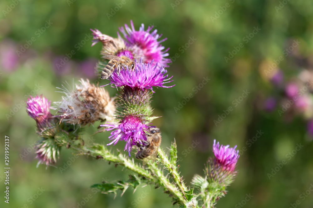 Biene auf Distel