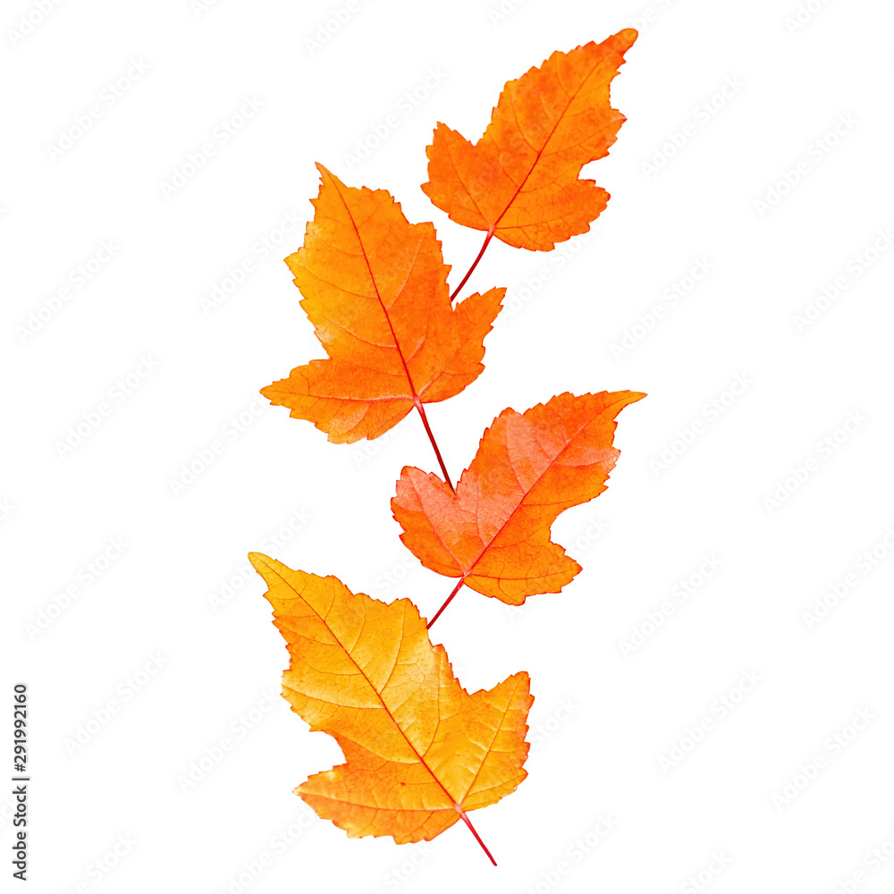 Maple leaves isolated on the white background Maple leaves isolated on the white background