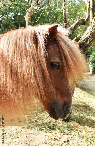 Canvas Print Testa di Pony