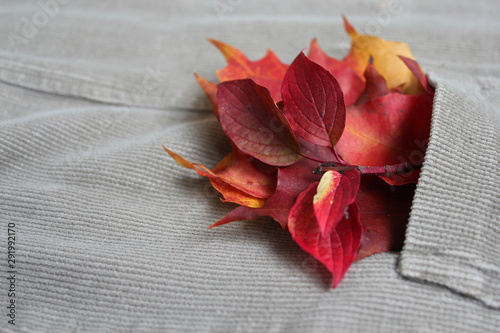 Fotografia Bright orange and red autumn leaves protrude from his jacket pocket