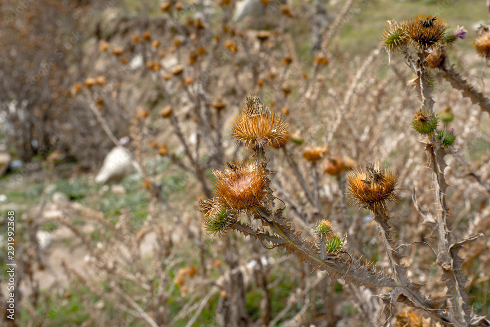 prickly plants in a drought prickly plants in a drought