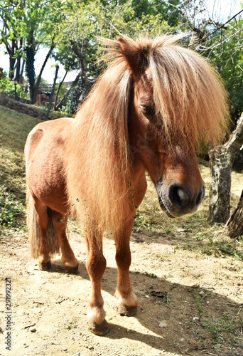 Pony in Piedi photo
