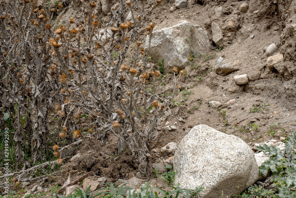 Obraz premium stone in a dried garden