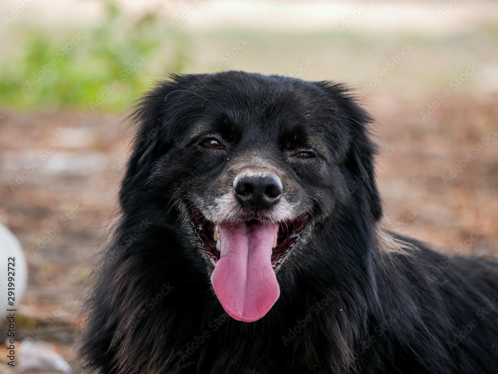 Adorable black dog lying on the ground Adorable black dog lying on the ground