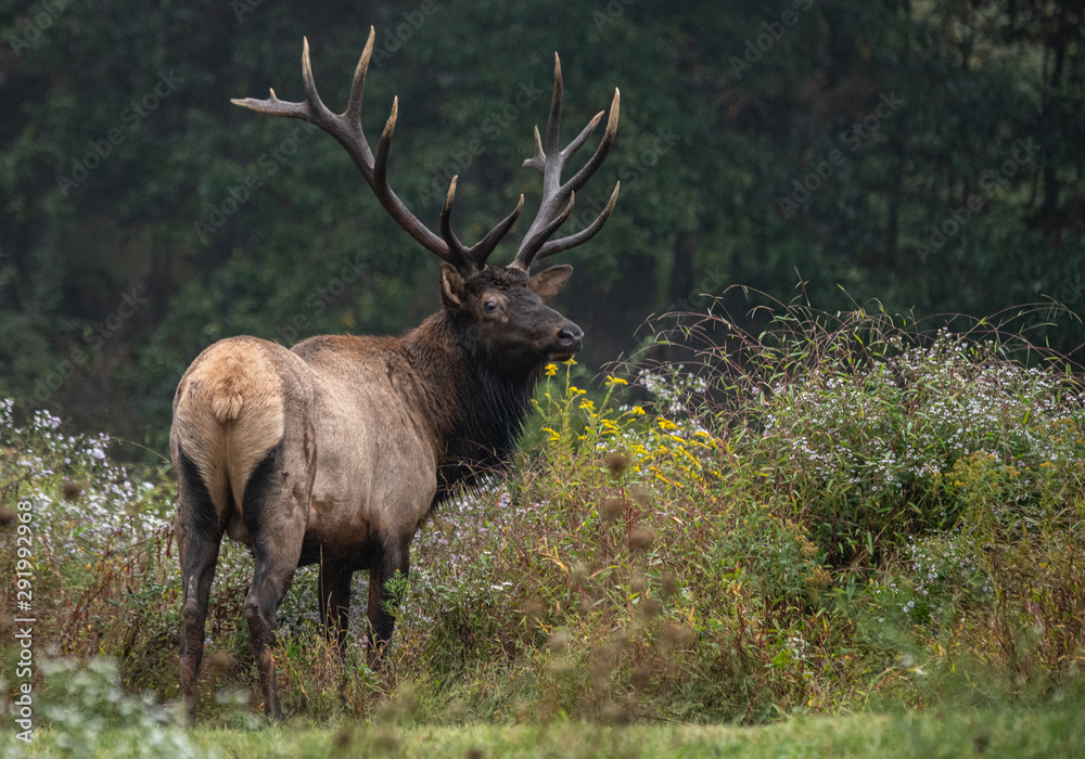 Fototapeta premium Bull Elk 