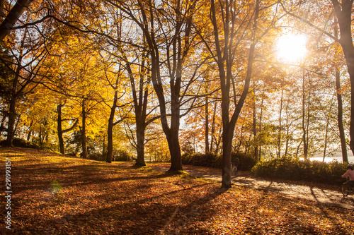 Autumn leaves