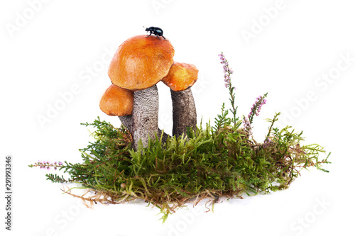 Leccinum Aurantiacum edible forest wild mushrooms in natural moss with a composition and beetle on its cap in studio isolated on white. Orange Oak Bolete mushroom, Red-Capped Scaber Stalk Fungus.