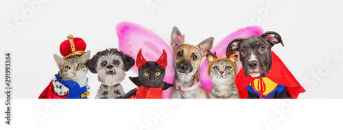 Cute Pets in Halloween Cost...