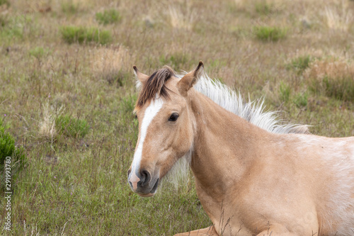 Fototapeta Naklejka Na Ścianę i Meble -  Beautiful Wild Horse in the Utah Desert in Spring