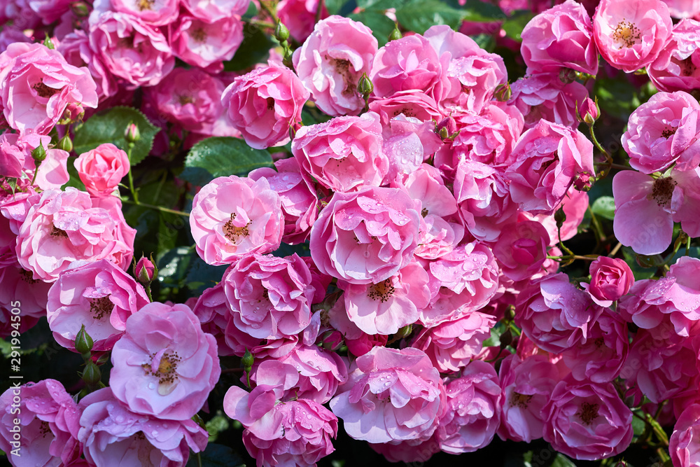 Bush of beautiful bright pink roses