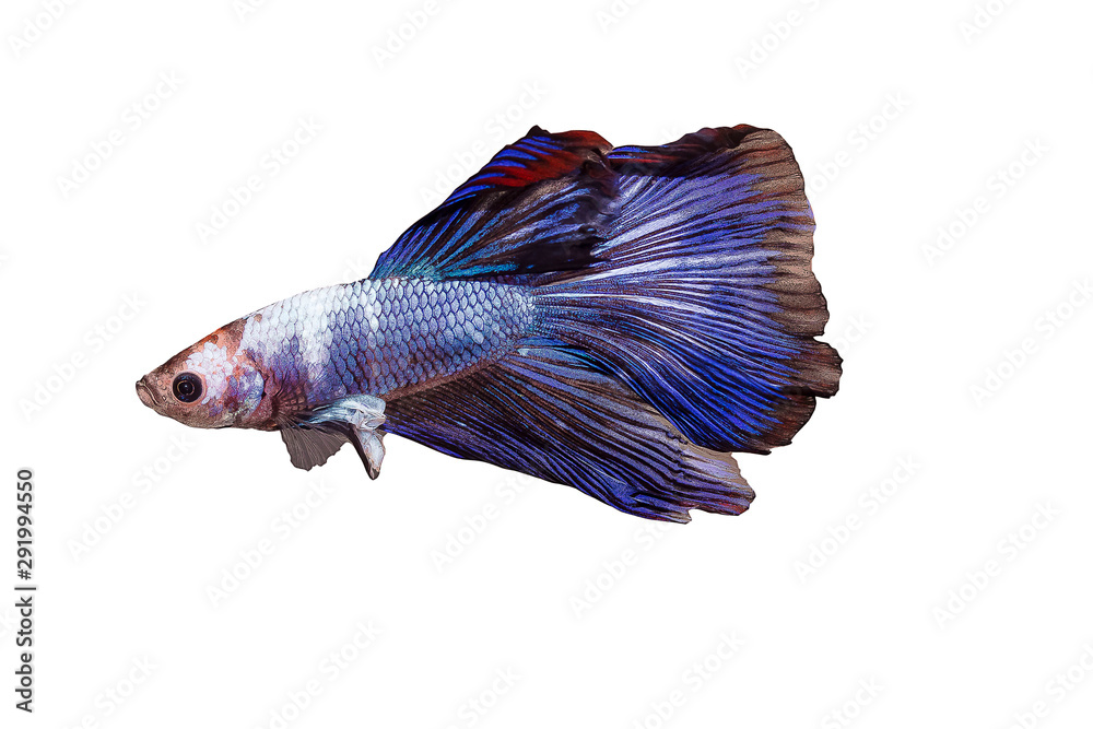 Fototapeta premium Siamese fighting fish Blue mixed color