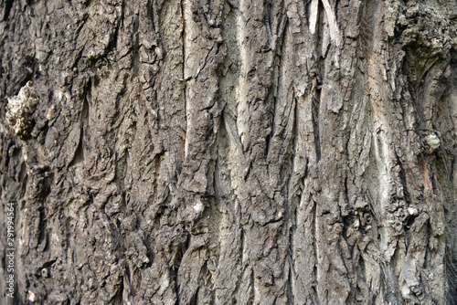 Bark of a tree